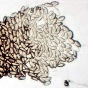 INTRODUÇÃO À PARASITOLOGIA