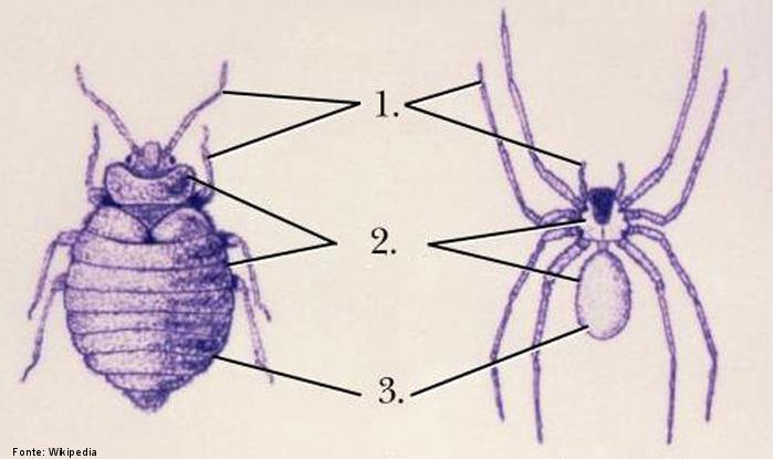 Filo Arthropoda: exoesqueleto
