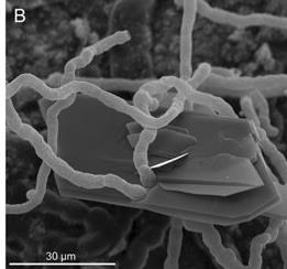 Fonte: Bonneville et al (2011) Tree-mycorrhiza Symbiosis accelerate