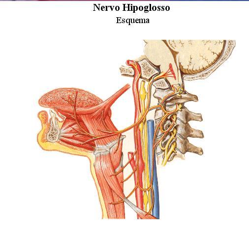 inervam a língua: IX par