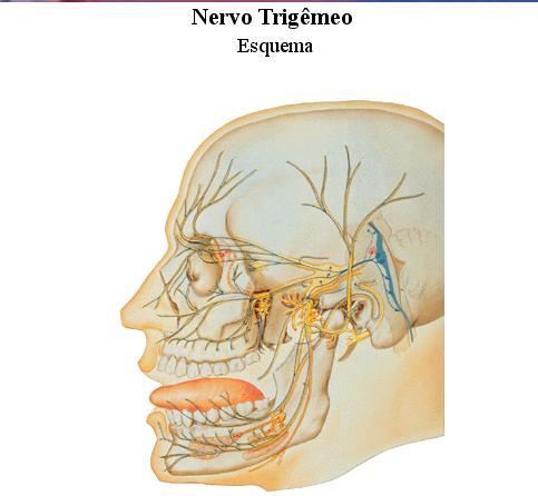 Nervo Trigêmeo, V Par É um nervo misto,