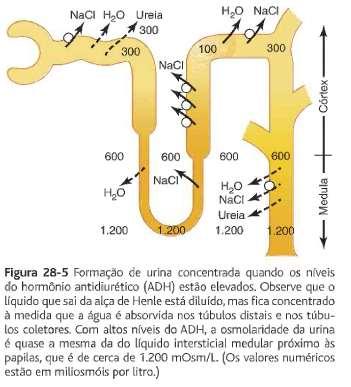 DILUIÇÃO DA URINA