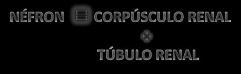 ESTRUTURA RENAL - NÉFRON UNIDADE FUNCIONAL dos RINS!