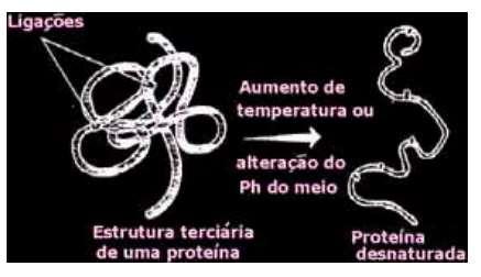 IMPORTÂNCIA DA REGULAÇÃO ÁCIDO-BÁSICA POR QUE REGULAÇÃO PRECISA DO H + É ESSENCIAL?