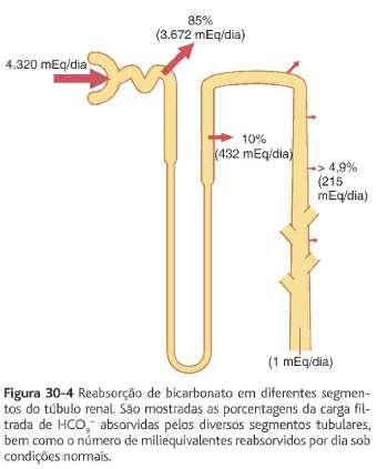 DEFESAS CONTRA VARIAÇÕES DO ph SECREÇÃO DE H + e REABSORÇÃO DE HCO 3 - MAS, 4.400 meq de H + são secretados nos túbulos renais por dia; LOGO: 80 meq de H + em excesso é eliminado pela urina.