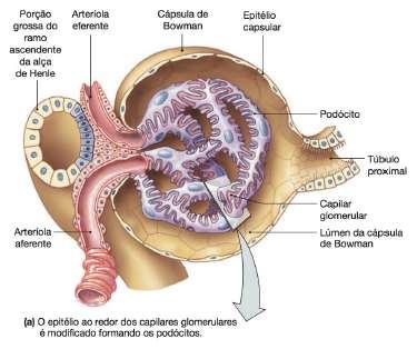 ESTRUTURA RENAL NÉFRON: