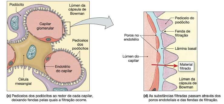 Silverthorn, 2010 ESTRUTURA RENAL NÉFRON: CORPÚSCULO RENAL BARREIRA DE FILTRAÇÃO Endotélio capilar + Membrana (lâmina) basal + Podócito fenestrado!