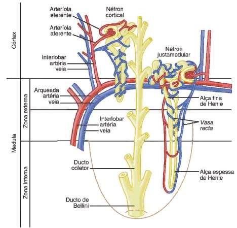 ESTRUTURA RENAL NÉFRON: TIPOS DE NÉFRONS TIPOS DE NÉFRONS Néfron CORTICAL (85%) possui alça de Henle CURTA que vai até a medula externa;