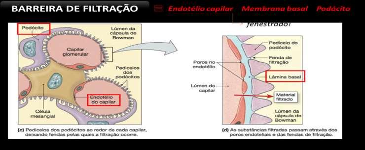 CARACTERÍSTICAS DA FILTRAÇÃO PERMEABILIDADE SELETIVA Barreira de filtração que