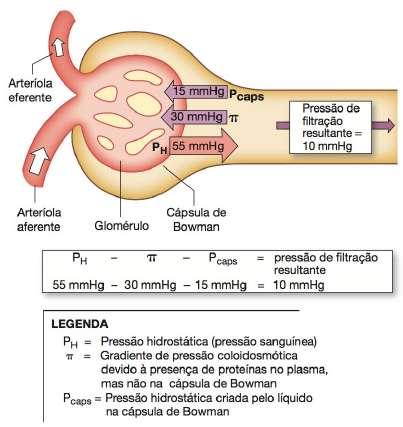 CARACTERÍSTICAS DA FILTRAÇÃO DINÂMICA DA FILTRAÇÃO Forças de Starling 1. Pressão hidrostática nos capilares glomerulares (P CG ) 2. Pressão hidrostática na cápsula de Bowman (P B ) 3.