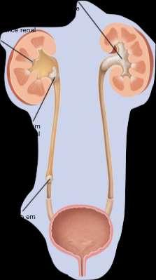 ALTERAÇÕES NAS PRESSÕES ENVOLVIDAS NA FILTRAÇÃO GLOMERULAR (alterações nas