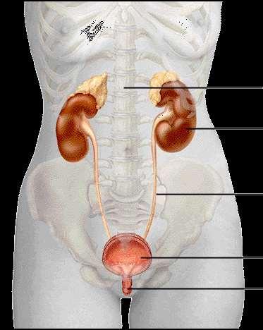 T12 rins ureter bexiga
