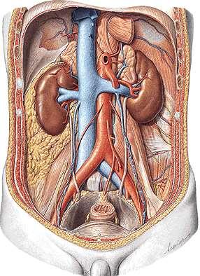 (adrenal), uma glândula