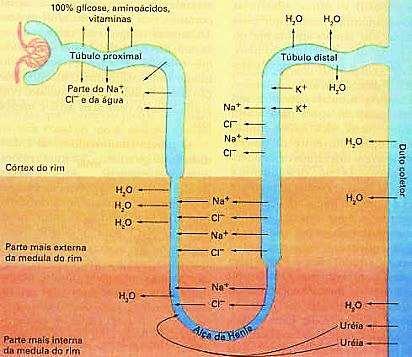 REABSORÇÃO E SECREÇÃO