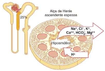 REABSORÇÃO E SECREÇÃO AO LONGO DO TÚBULO RENAL ALÇA DE HENLE Ramo ASCENDENTE ESPESSO IMPERMEÁVEL À ÁGUA PERMEÁVEL À NaCl (25%), K +, Ca 2+, Mg 2+, HCO3 - (ou