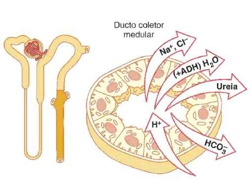 REABSORÇÃO E SECREÇÃO AO LONGO DO TÚBULO RENAL DUCTO COLETOR MEDULAR PERMEÁVEL À UREIA PERMEABILIDADE À