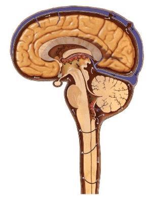 interpeduncular Cisterna cerebelomedular