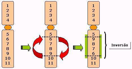 Por esses motivos, os pais de uma pessoa afetada por uma translocação ou por uma inversão também devem passar pelo exame do cariótipo para investigar qual a fonte desse resultado e avaliar os riscos