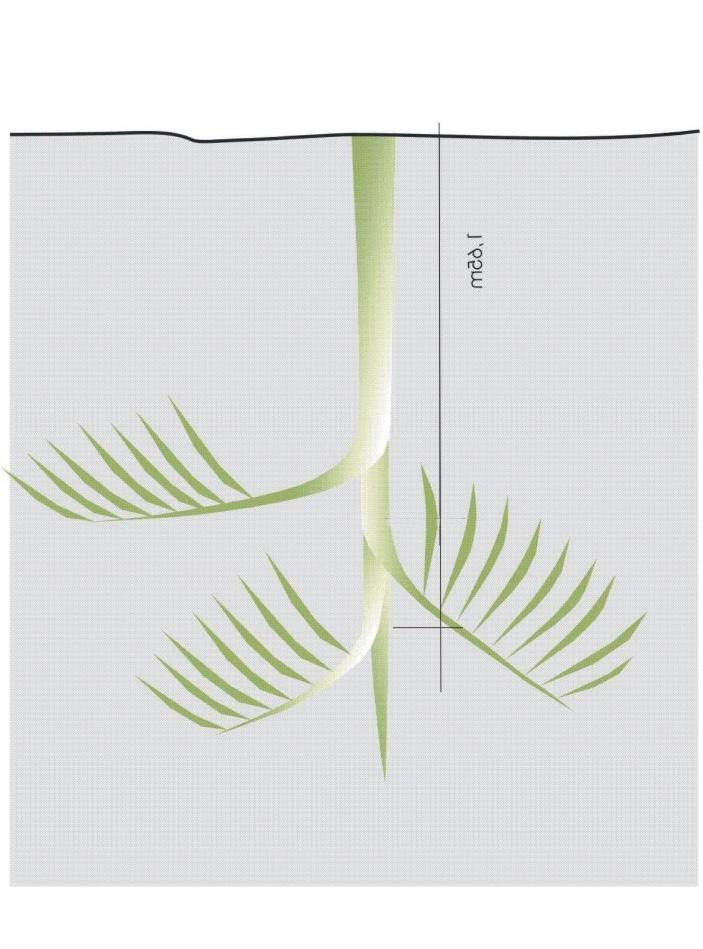 Produção do Primeiro Corte de Pupunheira (Bactris gasipaes) para Palmito, Plantada sob Diferentes Níveis de Adubação no Litoral de Santa Catarina 3 Tabela 3.