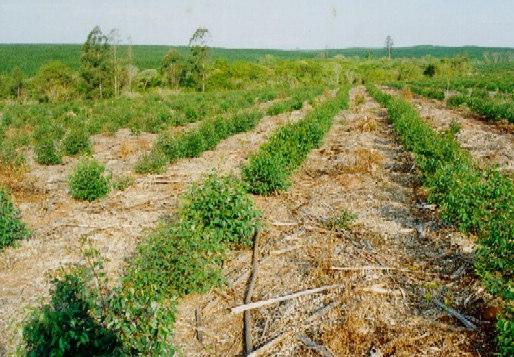 unesp UNIVERSIDADE PAULISTA Campus de Jaboticabal FACULDADE DE CIÊNCIAS AGRÁRIAS E VETERINÁRIAS Departamento de Produção Vegetal MÓDULO 15 DISCIPLINA: TEMA: ROFESSORES: Silvicultura Talhadia Simples