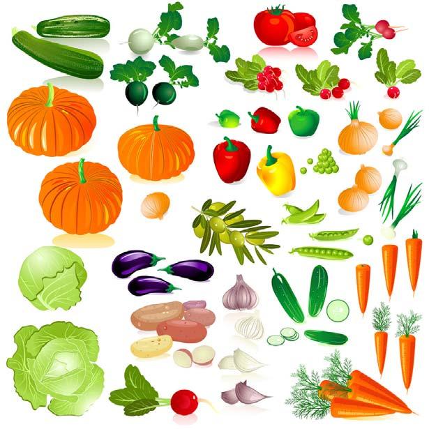 Hortaliças : vegetais delicados podem sofrer perdas substanciais em seus valores nutricionais, nas sucessivas operações entre o campo de produção e o prato do consumidor.
