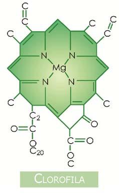 H)Enzimas Peroxidase Polifenoloxidase Lipoxigenase Outras enzimas: pectolíticas, poligaracturonases, amilases,