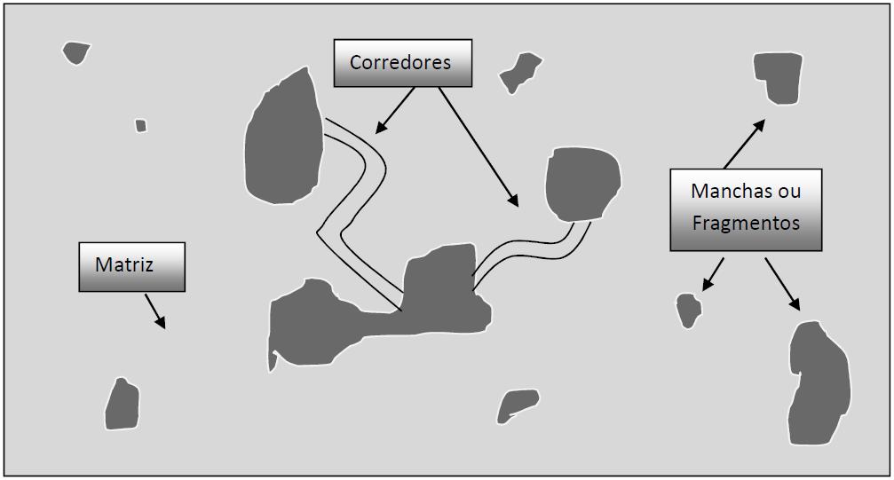 populações dos fragmentos de habitats, garantindo o fluxo gênico e a variabilidade genética (Figura 2). Figura 2.