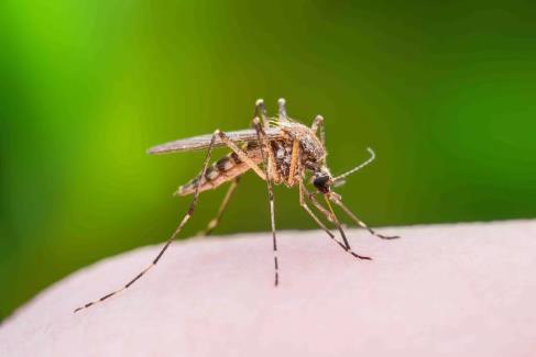 com/itatiaia-confirma-primeiro-caso-suspeitode-paciente-infectado-pela-febre-amarela/ MINAS GERAIS Ubá tem quase 250 casos confirmados de dengue em 2018 A Secretaria Municipal de Saúde de Ubá