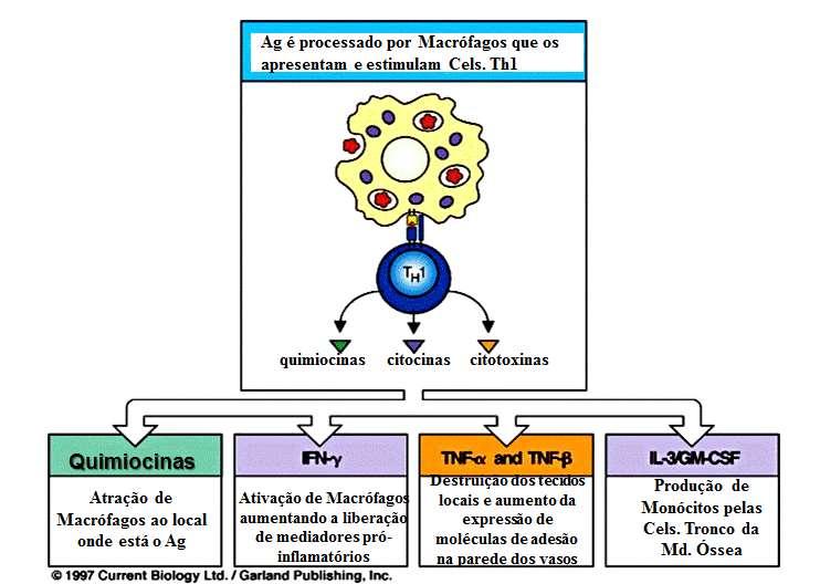 A Hipersensibilidade do Tipo IV é Mediada por Citocinas