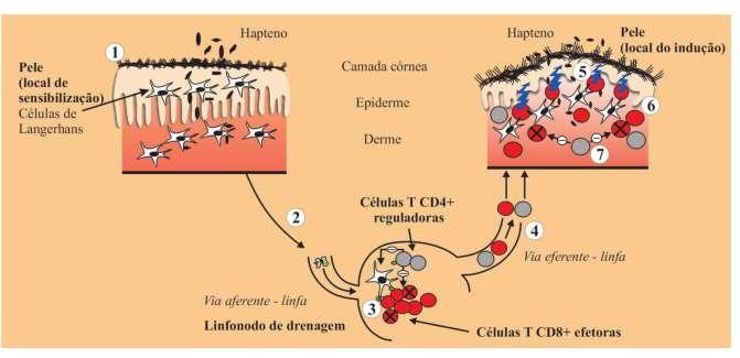 FIGURA 1: Fisiopatologia da dermatite de contato alérgica Fase de sensibilização (fase aferente).