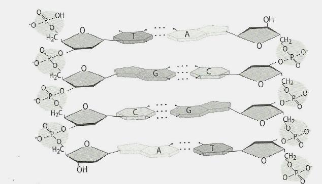 Noções básicas de hereditariedade 7.