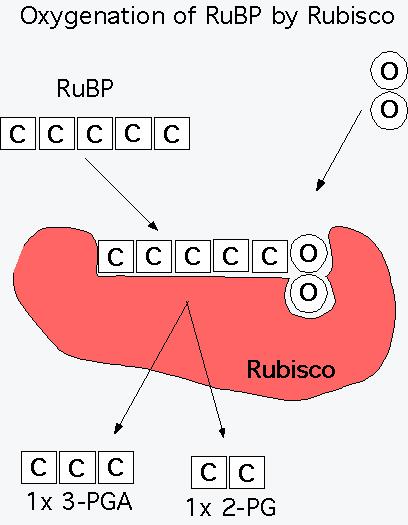 Atividades da Rubisco: