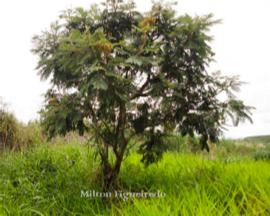 CERRADO Vegetação tipo savana Árvores esparsas, de tronco retorcido, casca grossa, folhas