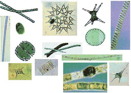 Ambientes Aquáticos Fitoplâncton àorganismos