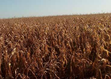 Essa alta produtividade decorre das condições climáticas ideais desde o início do plantio da cultura até a presente data, contrastando com a seca severa ocorrida no ano passado.