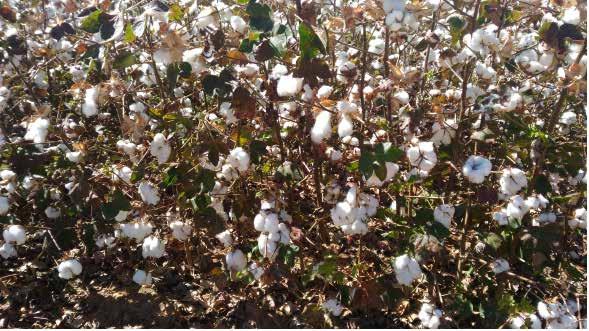 Figura 27 Lavoura de algodão primeira safra em maturação em Gurupi-TO Figura 28 Lavoura de algodão em maturação em Dianópolis-TO Em Roraima está confirmada o cultivo em uma área de 2,5 mil hectares.