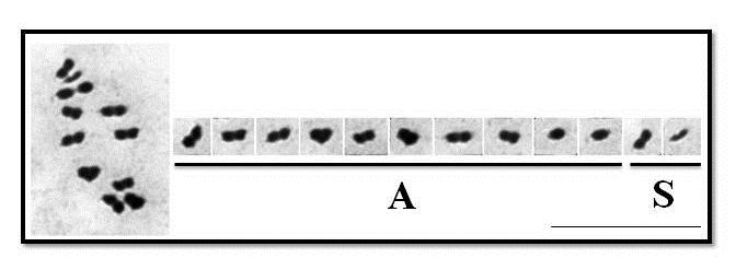 Figura 1: Metáfases meióticas de Triatoma baratai submetidas à técnica de orceínalacto acética.