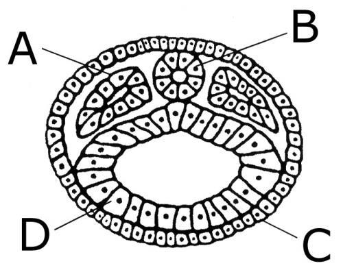A letra D representa a endoderme. II. Os pulmões originam-se a partir do folheto C. III. O folheto indicado por B dá origem ao cérebro. IV.