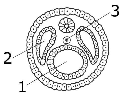 d) II e III. e) IV e V. 18. (UFSCAR) Observe o corte de um embrião, a seguir esquematizado. Os números 1, 2 e 3 representam, respectivamente: a) o arquêntero, o celoma, o tubo neural.