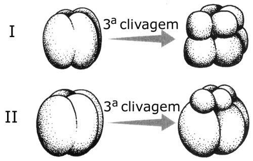 I II III IV a Glóbulos polares Ovogônias Blastóporo Fetal b Micrômeros MacrômerosBlastocele Blástula c Espermatogônias BlastômerosAntro Somítica d Espermatócitos Ovócitos Arquênteron Nêurula e