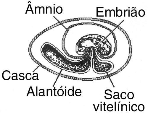 A esse respeito foram feitas as seguintes afirmações: I. Os anfíbios apresentam apenas um dos anexos embrionários indicados na figura. II.