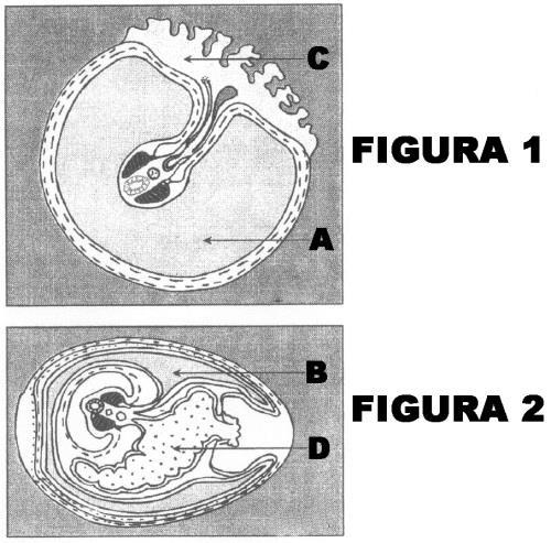 I II 0 0 Na figura 1, a cavidade amniótica (A) desenvolve-se muito, envolvendo totalmente o embrião e garantindo, dessa forma, sua nutrição.