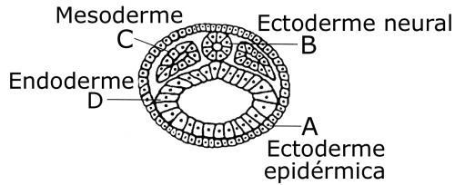 e) o aparecimento de 5 precedeu o de 2 e 3 na evolução dos vertebrados. 14. (UFRGS) A figura abaixo representa um embrião típico de vertebrado.
