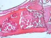 Figura 1: Fotomicrografia do defeito ósseo realizado em calvária de rato preenchido com polímero de mamona produzido pela Poliquil (HE aumento de 5x).