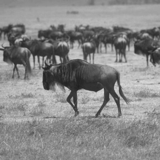 88 Resultados Experimentais e Análise de Performance (a) Gnu (b) (c) P = 0,6662 (d) P = 0,1648 (e) P = 0,4787 (f) P = 0,5733 Figura 6.3: Detecção de bordas.