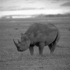 133 (a) Rinoceronte (b) (c) P = 0,5752 (d) P = 0,5738 (f) P = 0,0979