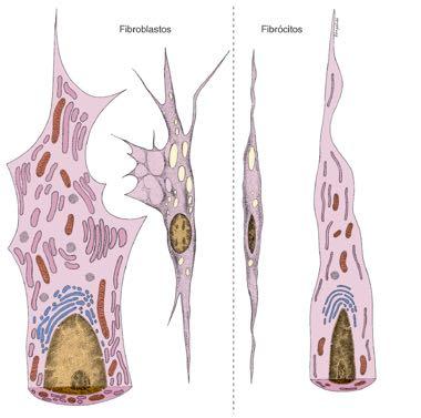 Fibroblastos,po celular mais