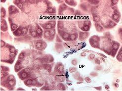 Macrófagos parte do sistema fagocitário