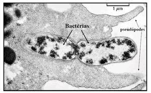 Macrófagos parte do sistema fagocitário mononuclear, derivados de monócitos (medula óssea) - Realizam fagocitose: Inespecífica: não imunológica, par\culas ou bactérias Específica: