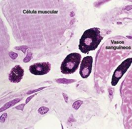 Mastócitos par,cipam da resposta imunológica e inflamatória